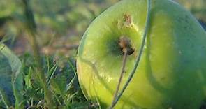 Limited apple picking in Julian as orchards deal with 'catastrophe' caused by storms
