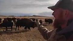What Does Bison Weigh At Wild Bison Ranch #montanalife #rancher #montanarancher #bison #bisonrancher | Life In The West