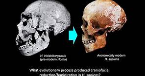 CARTA: Domestication and Human Evolution - Robert Franciscus: Craniofacial Feminization in Evolution