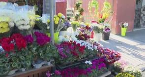 Studio Aperto: Caro-crisantemi, costi raddoppiati Video | Mediaset Infinity