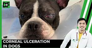 Corneal Ulcerations in Dogs: Signs, Treatment and Management