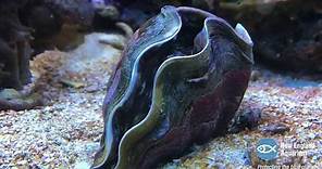 Giant Clam Opens Up