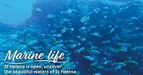 St Helena is Open, uncover the beautiful waters of St Helena.