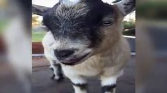 Cute Baby Goat Makes Hilarious Noises