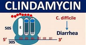 Clindamycin - Mechanism, side effects, dose and uses