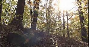Sun Moving Through Trees In The Forest Time Lapse [1080p]
