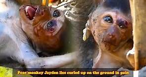 Baby monkey Jaden curled up on the ground in pain, his body gradually weakening