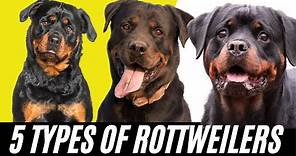 Rottweiler Types - 5 Types of Rottweilers