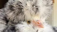 Nothing a little tape won’t fix. Her eyelashes are so cute! #mottledsilkie #showbird #silkiechickensofinstagram #silkiebreeder | Persnickety Poultry