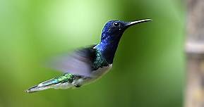 Hummingbirds: Magic in the Air