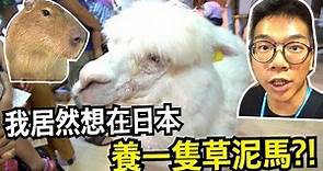 【雞腿的日本留學生活#15】我居然想在日本養一隻草泥馬?! 大阪的動物天堂!【天保山室內動物園 天保山アニパ】