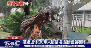 被迫退休! 30年大樹倒塌 壓斷鐵製欄杆｜TVBS新聞 @TVBSNEWS01