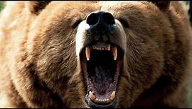 Grizzly Bear Roar