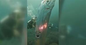 影／驚呆！潛水客近距直擊2公尺「活體地震魚」 專家直呼「好難得」