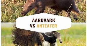 Aardvark vs Anteater: Difference Between Them & How They’re the Same
