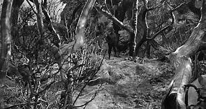 1948 - El Tesoro de Sierra Madre HD - John Huston