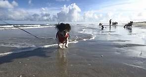 Where can I take my dog in Myrtle Beach? 10 restaurants that are pet friendly