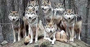 Stunning Mexican Gray Wolf Family Portrait