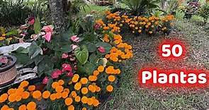 50 PLANTAS COLORIDAS PARA ADORNAR NUESTRO JARDIN || HUERTO CITADINO