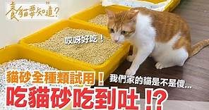 狂吃貓砂是怎樣 !? 貓砂全種類試用測評，獲得意外的結論！【養貓要知道】EP3