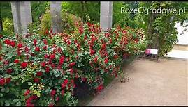 Róża rabatowa - Black Forest Rose.