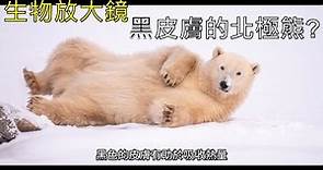 你知道嗎北極熊其實是黑皮膚的而不是一身白絨絨的毛.... 生物放大鏡