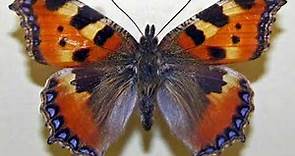 Le farfalle più belle del mondo