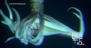 Giant Squid (Architeuthis) footage, January 27, 2013
