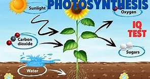 Biology Quiz | Top 20 Questions on Photosynthesis Process