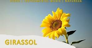 GIRASSOL | Sunflower | Helianthus annuus