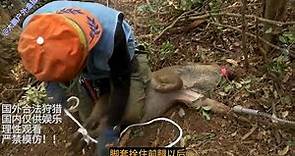 日本猎人活捕野猪，捕野猪的手法和装备都极其专业！A Japanese Hunter catches wild boar alive.