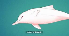 《一分钟带你认识中华白海豚》