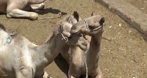 El precio de los camellos en Egipto, disparado por la subida del dólar