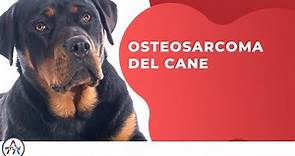 Osteosarcoma del cane