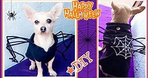 Cómo hacer un disfraz de ARAÑA para perros/trajesito de araña/DIY MANUALIDADES para Halloween