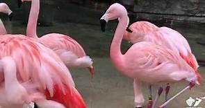 Zoo Insider - Flamingos Migration