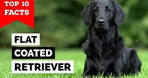 Flat-Coated Retriever - Top 10 Facts