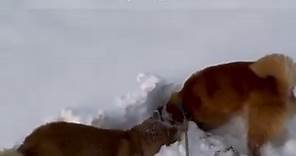 今朝の風景❄️ まだまだ雪❄️❄️❄️ #柴犬 #赤柴 #黒柴 #日本犬 #日本犬保存会 #ここ柴部 #柴犬のここが好き #ふわもこ部 #いぬばか部 #しばすたぐらむ #多頭飼い #shibastagram #Shibainu #shiba_snap #shibainulove | Sachi Honda