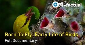 Born to Fly: Early Life Of Birds - Full Nature Documentary