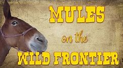 Mules on the Wild Frontier