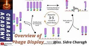 Phage Display - an overview || How does phage display technology work?✍✍