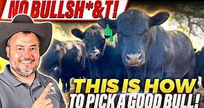RAISING BEEF CATTLE FOR BEGINNERS – How to Select a Bull for Breeding