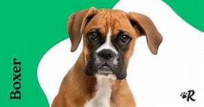 Boxer Dogs 101: Everything You Need to Know