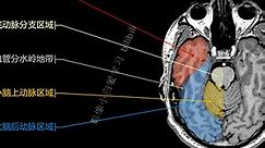 1.颅脑MRI解剖图谱-血供分区