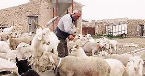 La vida del pastor | Entrevista a pastores de ovejas