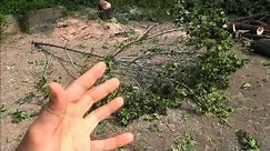 How To Cut Fallen Tree Branches With A Chainsaw
