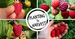 Growing Raspberries from Planting to Harvest