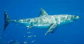 Tiburón blanco - Características, información y alimentación