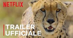 Animal: il meraviglioso regno animale | Trailer ufficiale | Netflix Italia