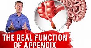 The REAL Function of Appendix – Dr. Berg